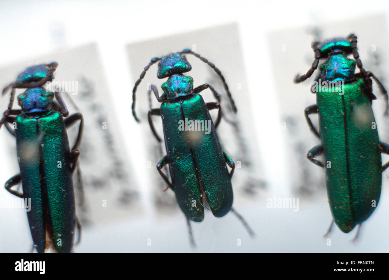 Spanish Fly, blister beetle (Lytta vesicatoria), trois animaux dans une collection d'insectes fixé sur les aiguilles Banque D'Images