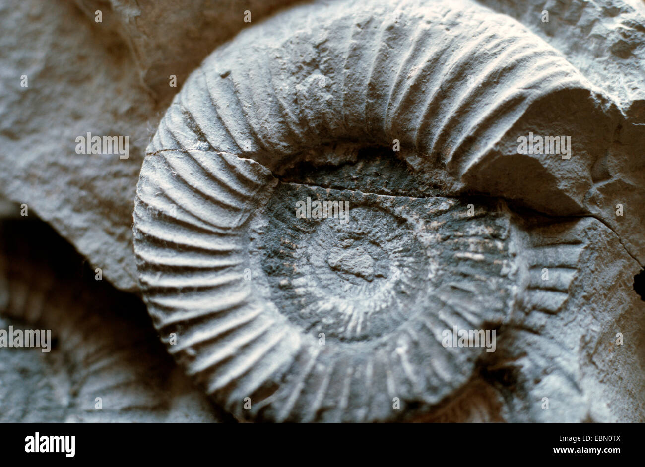 Ammonite perisphinctes perisphinctes, Perisphinctes (spec.), du Jurassique petrifications, Germany Banque D'Images