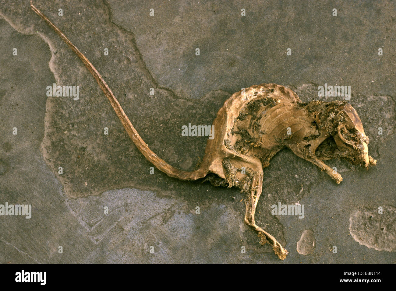 Rat brun, rat brun commun, surmulot, rat commun (Rattus norvegicus), momifié rat, Allemagne Banque D'Images
