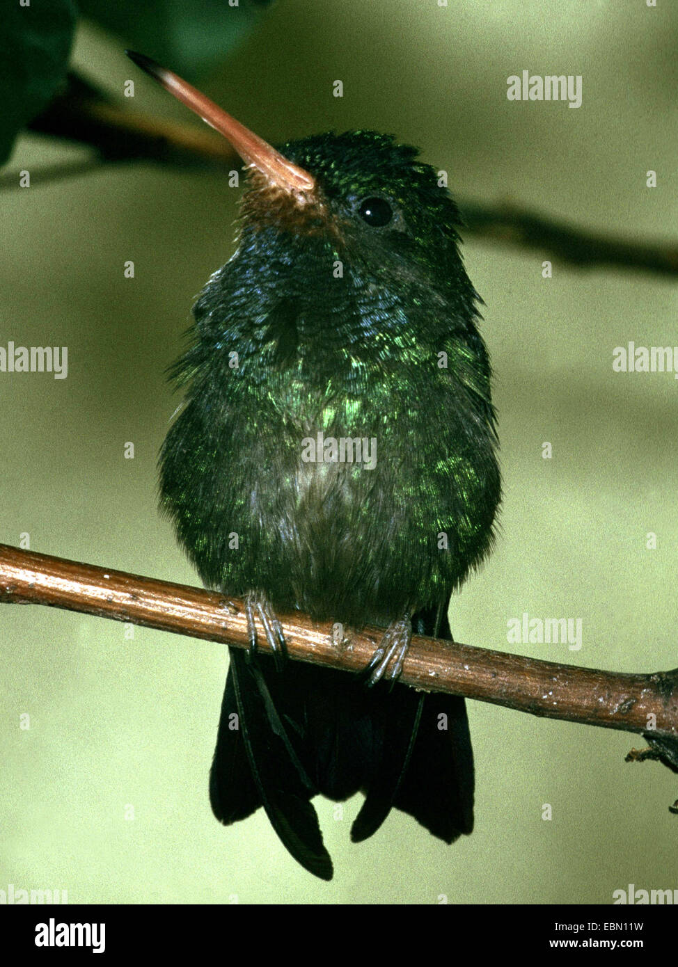 Bruant à gorge blanche (Hylocharis sapphirina saphir), sur une branche Banque D'Images