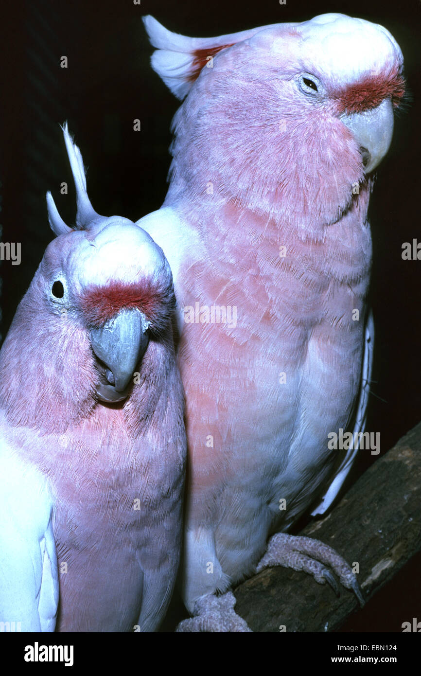 Le Major Mitchell's, Cacatoès Cacatoès Rose (Lophocroa leadbeateri), portrait de deux grands cacatoès de Mitchell Banque D'Images