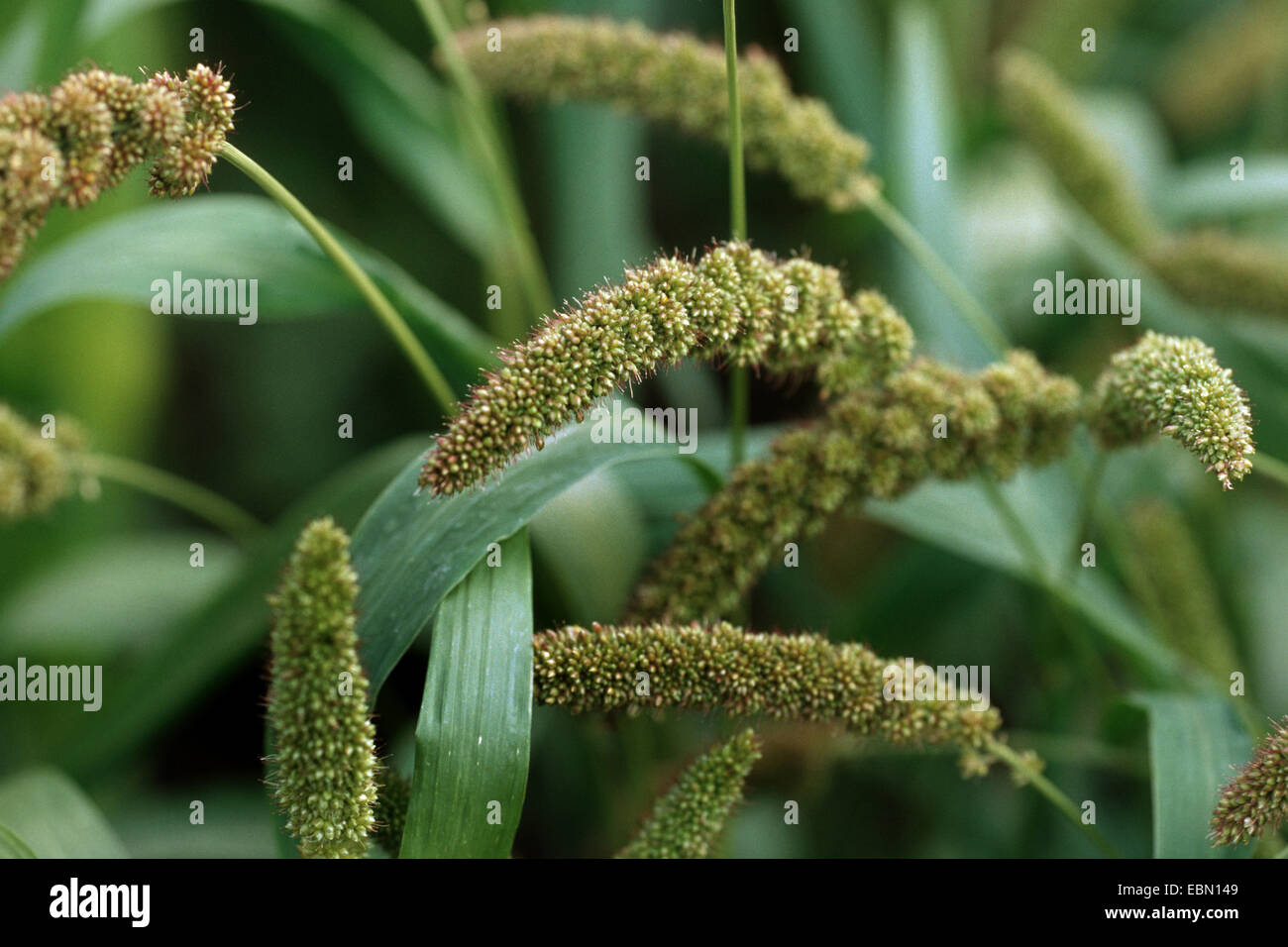 Le millet Foxtail (Setaria italica), inflorescences Banque D'Images