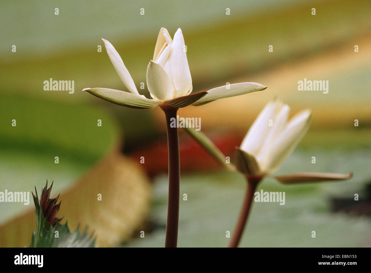 Nénuphar blanc égyptien, égyptien lotus (Nymphaea lotus), fleurs Banque D'Images