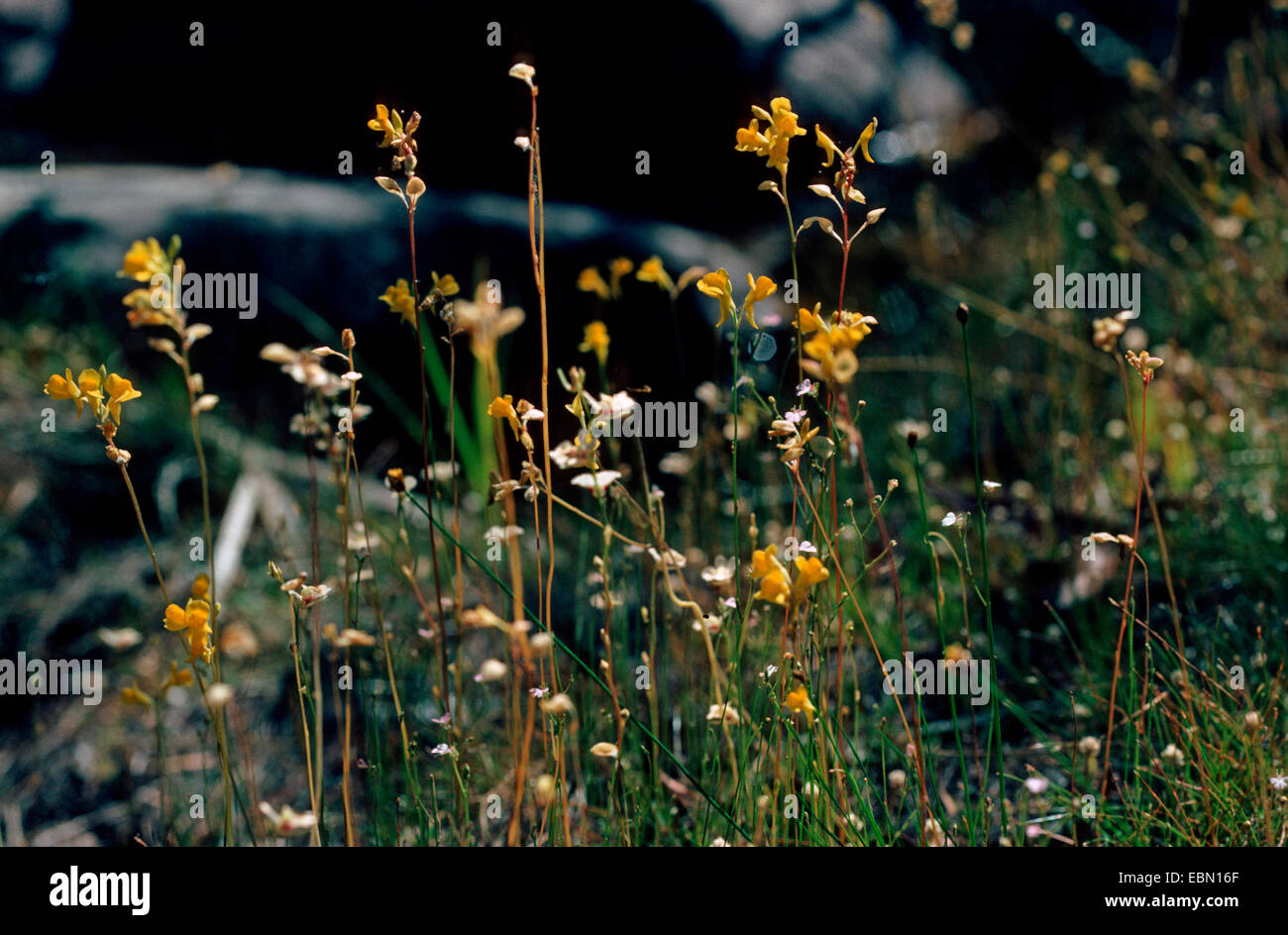 Utriculaire (Utricularia chrysantha Sun), blooming Banque D'Images