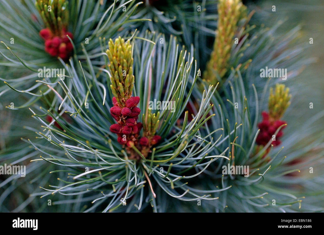 Le pin noir d'Europe, mélèze, Pin noir, pin laricio (Pinus nigra 'Pyramidata', Pinus nigra Pyramidata), de la direction générale avec les cônes en fleurs Banque D'Images