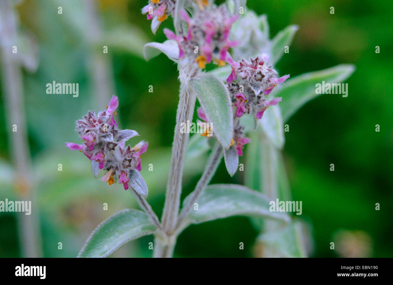 Stachys (Stachys tymphaea), blooming Banque D'Images