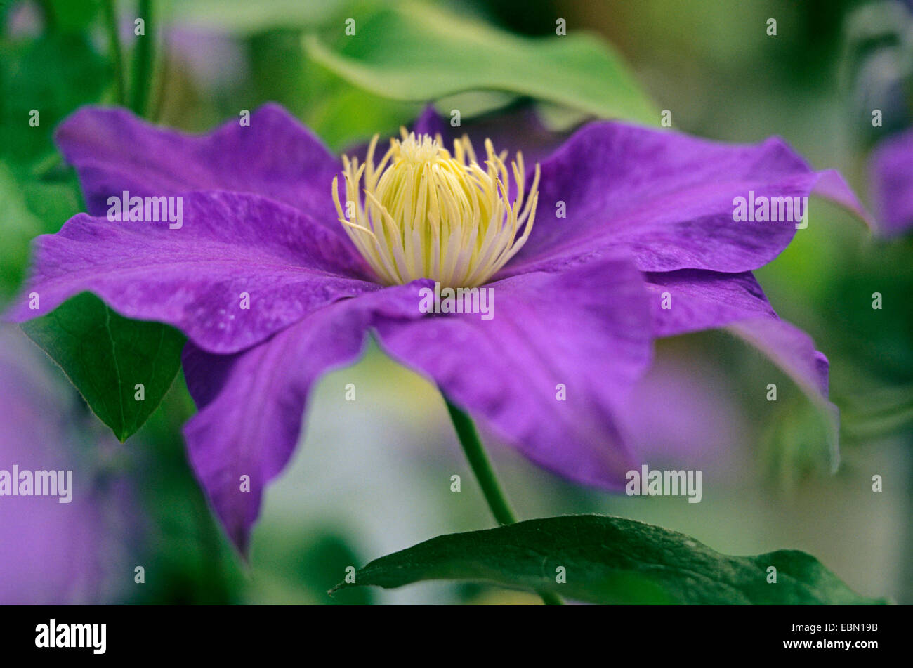 Clématites, de vierges-Bower (Clematis 'Fujimusume', clématite Fujimusume), le cultivar Fujimusume Banque D'Images