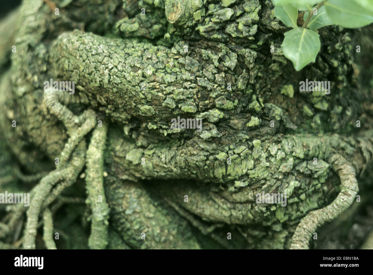 Arbre généalogique de savon, savon arbre écorce (Quillaria saponaria Quillaja saponaria,), le tronc, l'écorce est utilisée pour savon Banque D'Images