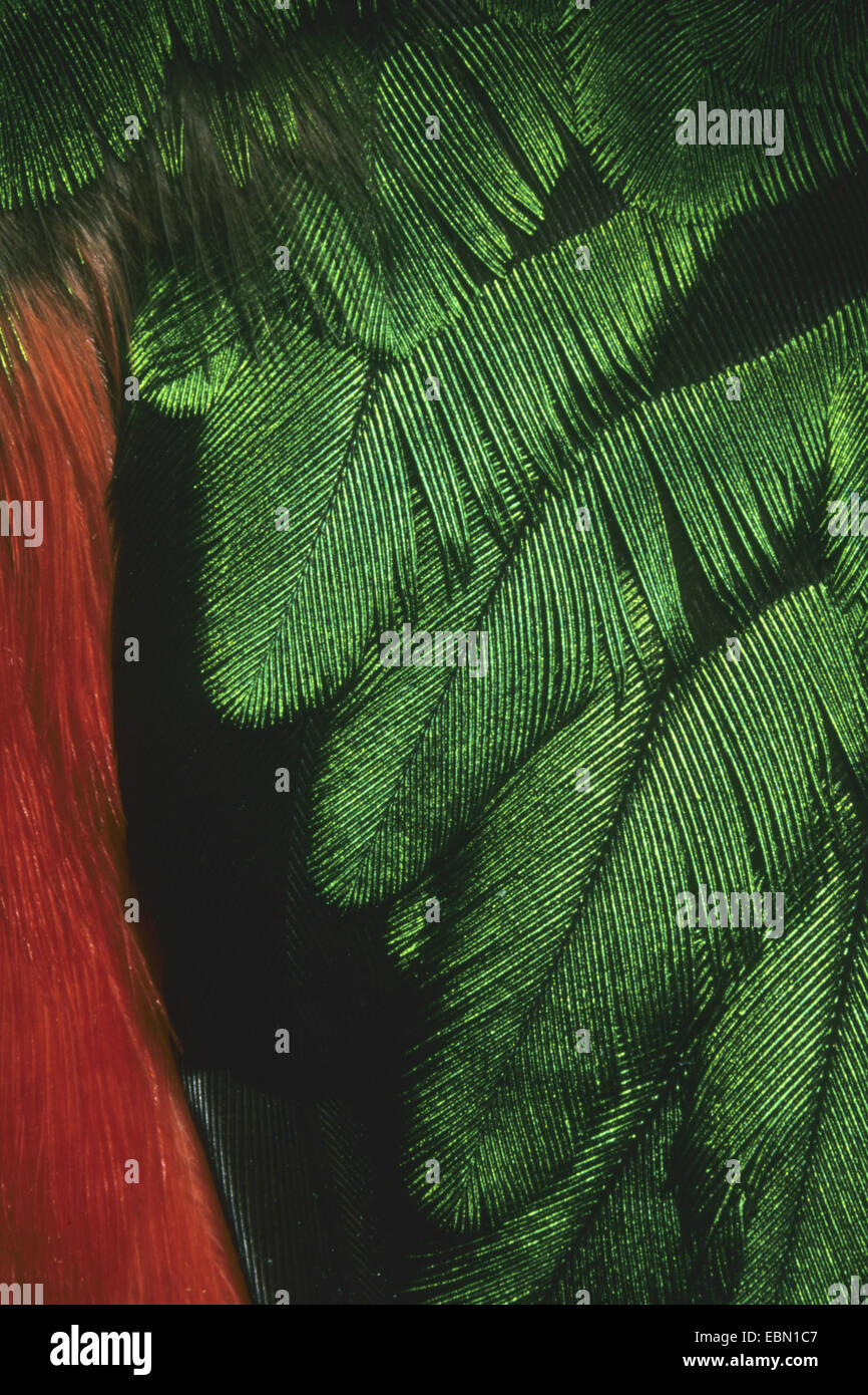 Golden-dirigé quetzal (Pharomachrus auriceps), des plumes d'une aile et l'abdomen Banque D'Images