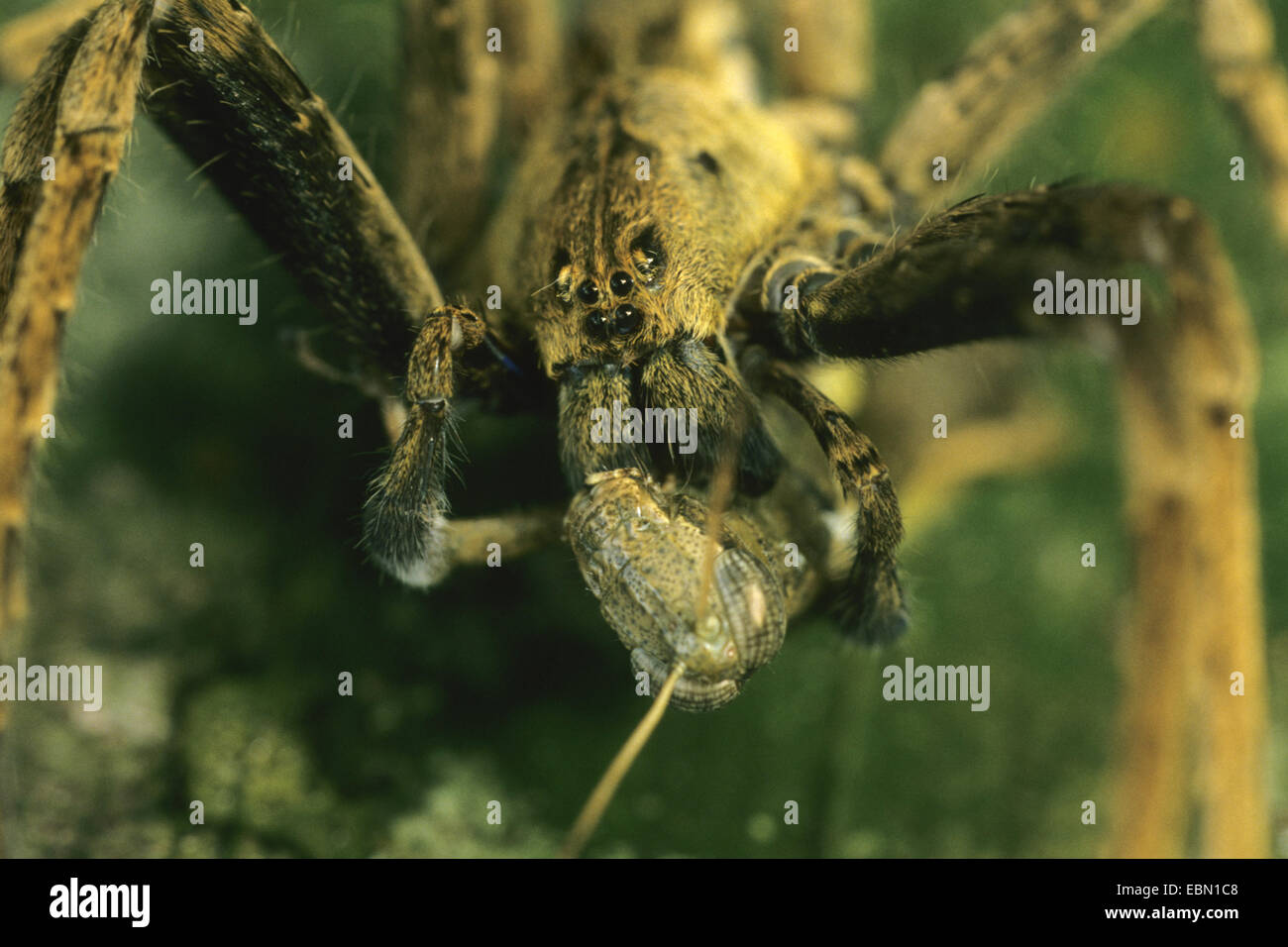 Les araignées errantes, exécutant les araignées (Ctenidae, Ctenidae), portrait, Franzoesisch-Guayana Banque D'Images