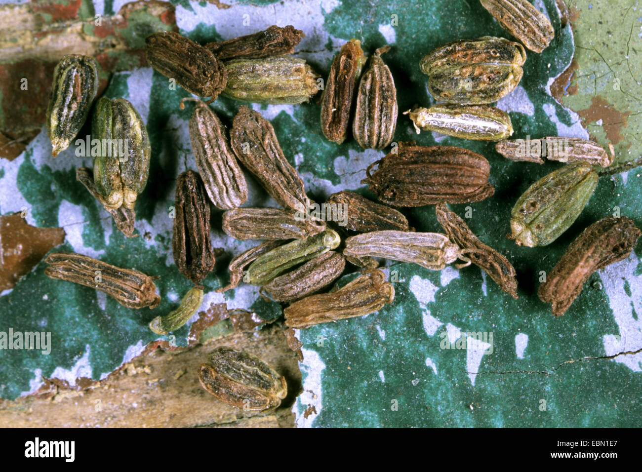 Bullwort, cure-dents ammi, Bishop's flower (Ammi majus), recueilli les fruits Banque D'Images