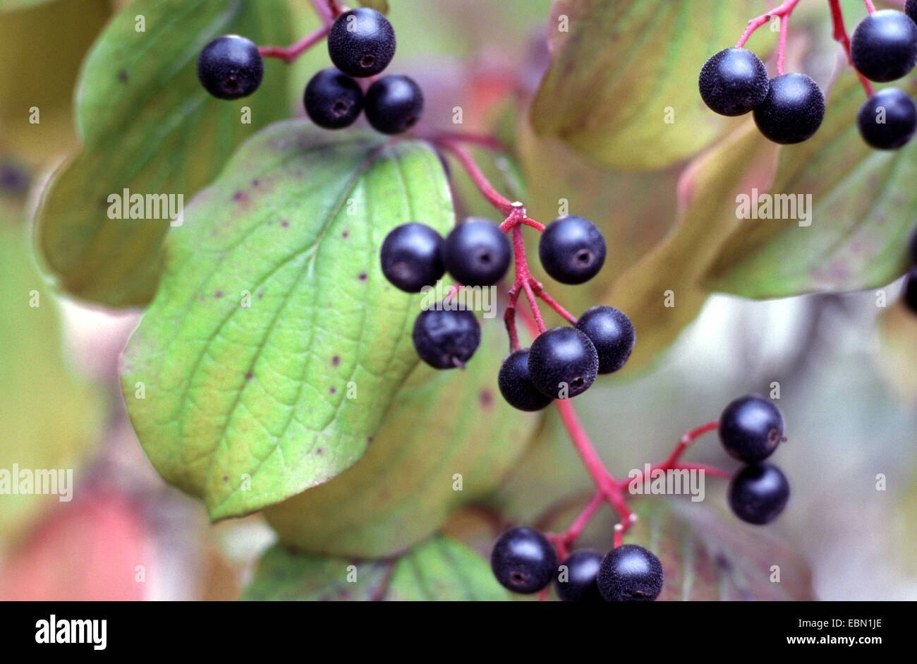 Feuilles de rechange (Cornus alternifolia), avec des fruits Banque D'Images