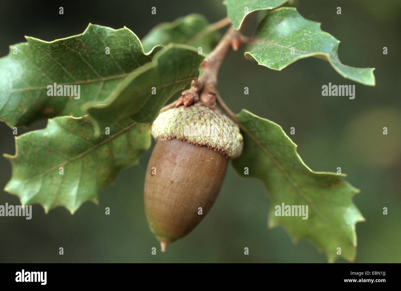 Chêne (Quercus faginea portugais), de fruits sur une branche Banque D'Images