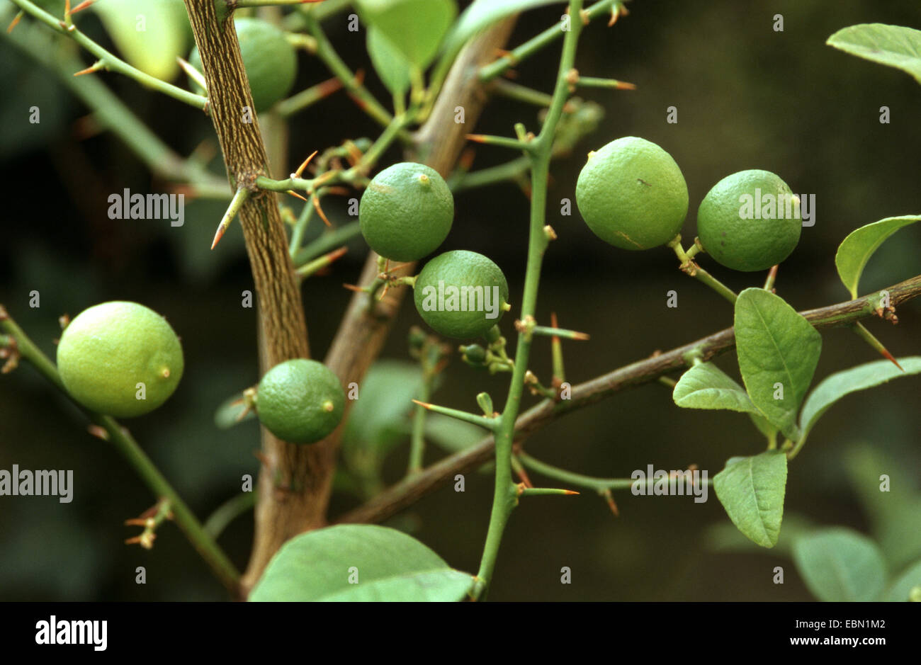 Fruits de lime (Citrus aurantifolia), un arbre à fruits Banque D'Images