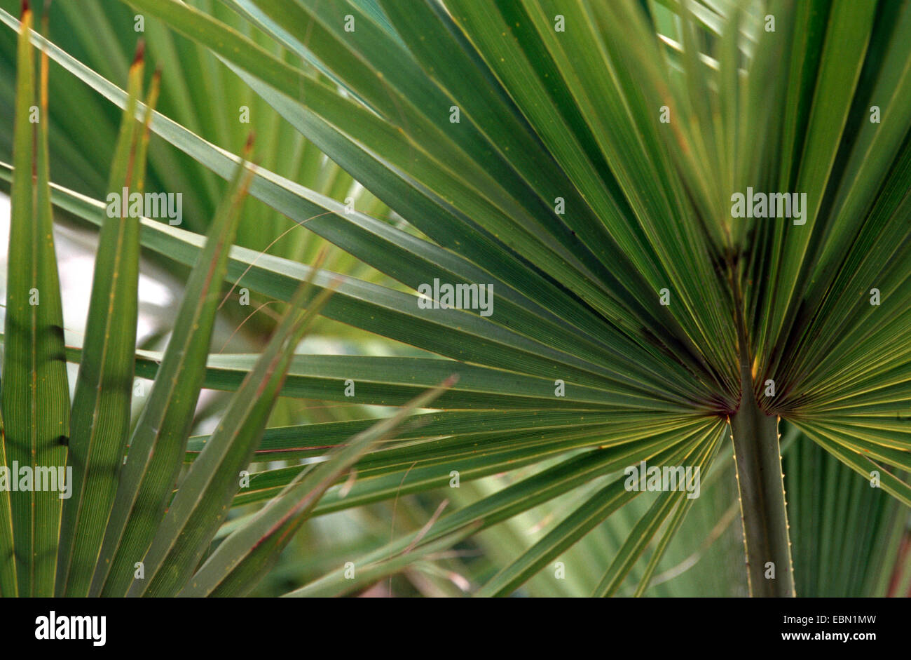 Guadalupe Palm, Palma de Guadalupe (Erythea edulis Brahea edulis), leaf Banque D'Images Guadalupe Palm, Palma de Guadalupe (Erythea edulis Brahea edulis), leaf Banque D'Images