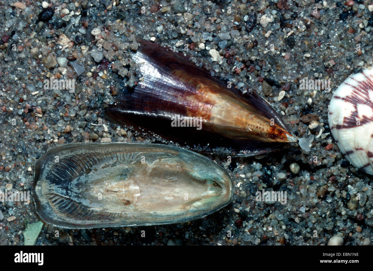 Lingulid (Lingula hians), des coquillages sur le sable humide, Philippines Banque D'Images