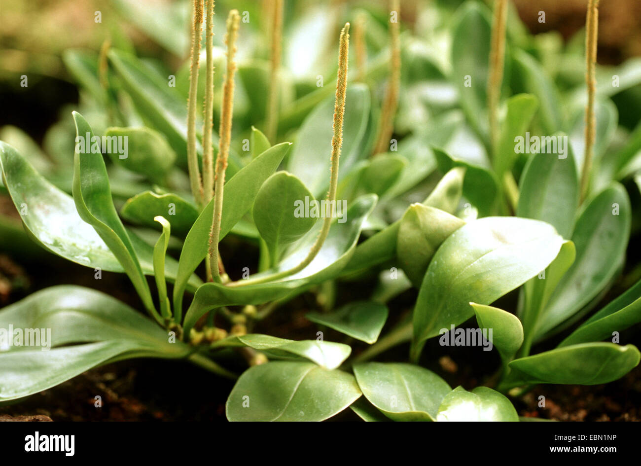 (Peperomia obtusifolia Peperomia, Peperomia obtusifolia), blooming Banque D'Images