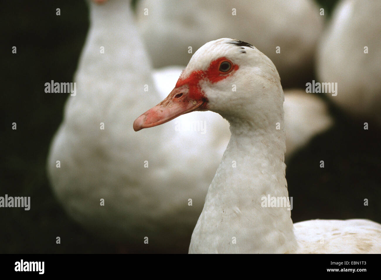 Le canard de Barbarie (Cairina moschata), un peu de femelles de la forme domestiquée de la Moscovie blanc Canard dans un pré Banque D'Images