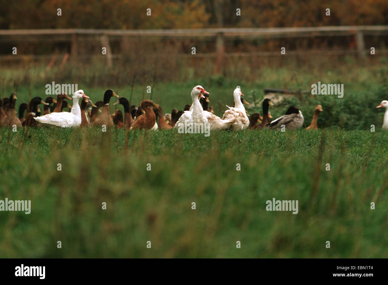 Le canard de Barbarie (Cairina moschata), des canards domestiques, avec les canards de Barbarie Cairina moschata, dans un pré, Allemagne Banque D'Images