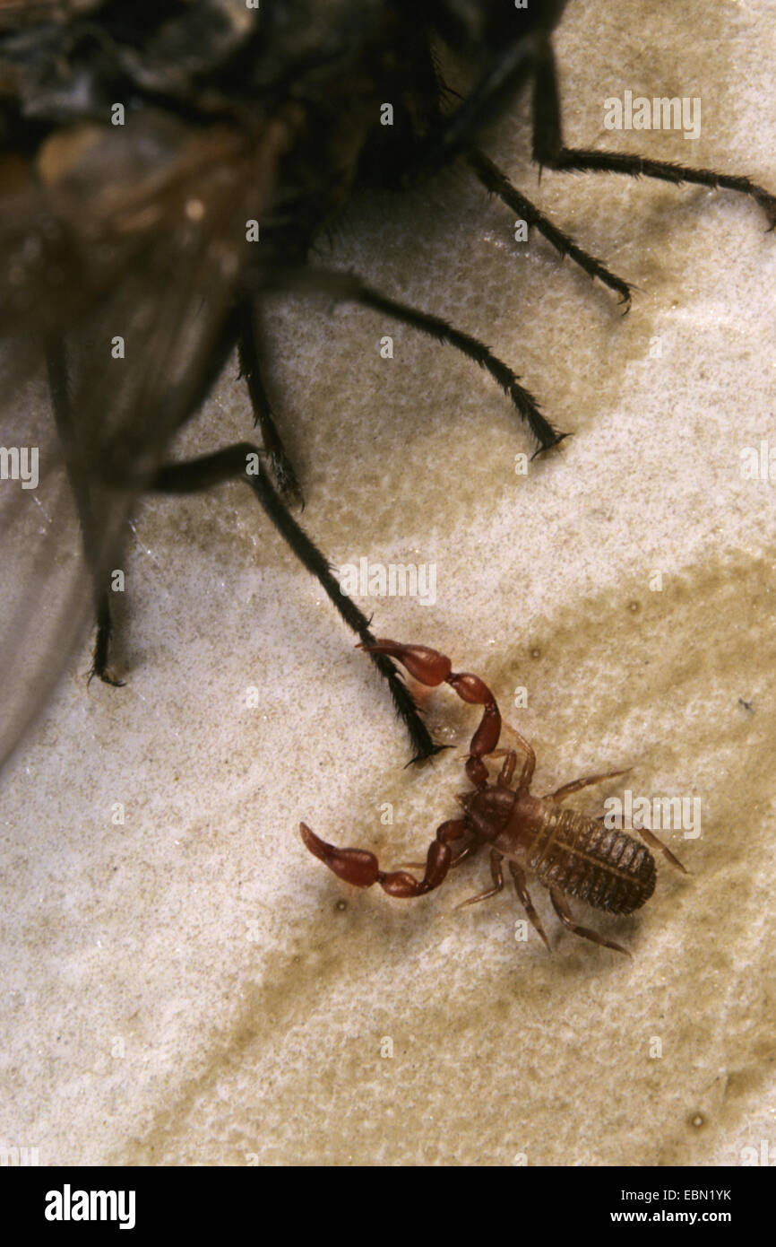 Pseudoscorpion (Lamprochrenes nodosus), à la jambe d'une mouche (Musca domestica), l'hôte (Phoresis) Banque D'Images
