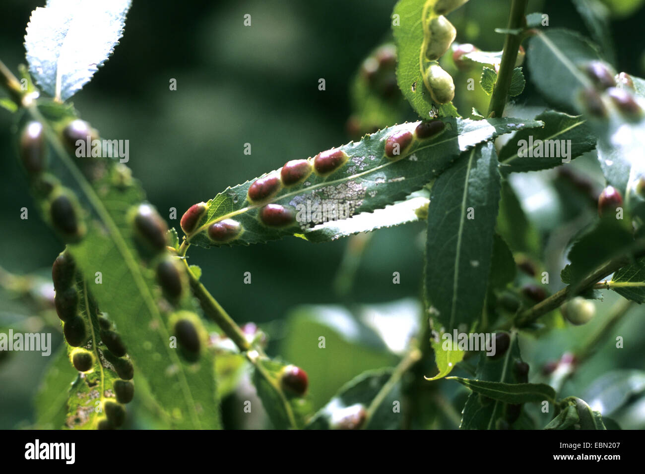 Crack saule (Salix fragilis), feuilles de saule avec des galles de Willow, la tenthrède du Redgall Pontania proxima, Allemagne Banque D'Images