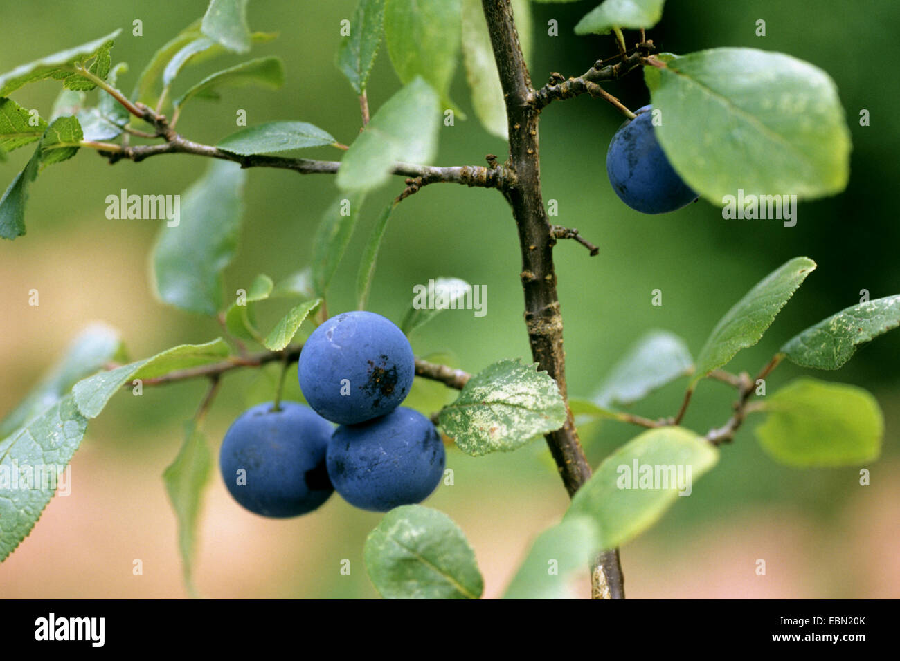 Prunellier, prunelle (Prunus spinosa), de la direction générale avec des fruits mûrs, Allemagne Banque D'Images