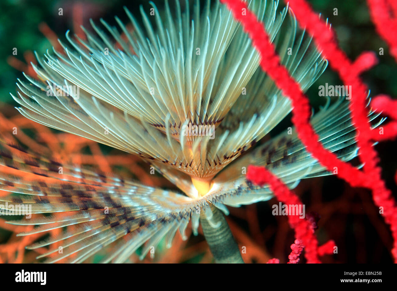 Fanworm, plumes-duster worm (Sabella spallanzanii Spirographis spallanzanii), Banque D'Images