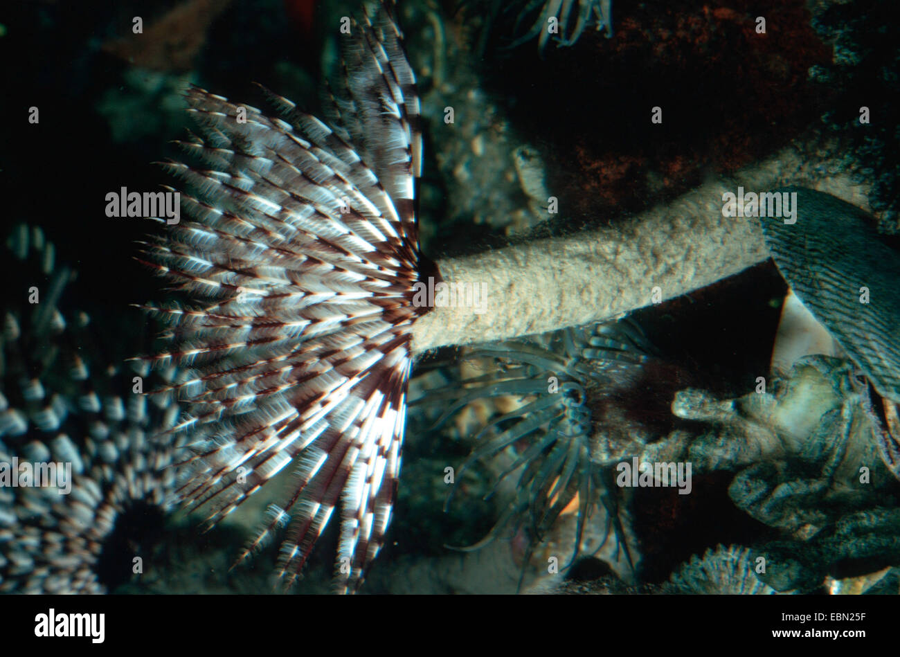 Plumes géant-duster worm (Sabellastarte magnifica) Banque D'Images