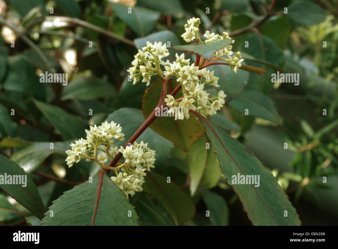 Saoudite plateau, le khat (Catha edulis), blooming Banque D'Images