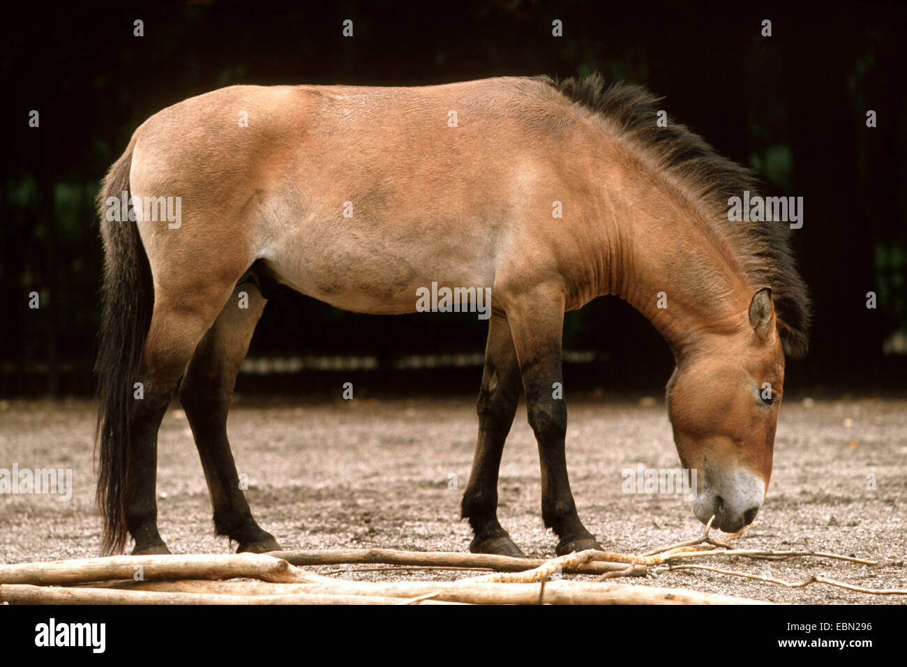 Le cheval de Przewalski (Equus przewalski przewalski), dans un zoo Banque D'Images