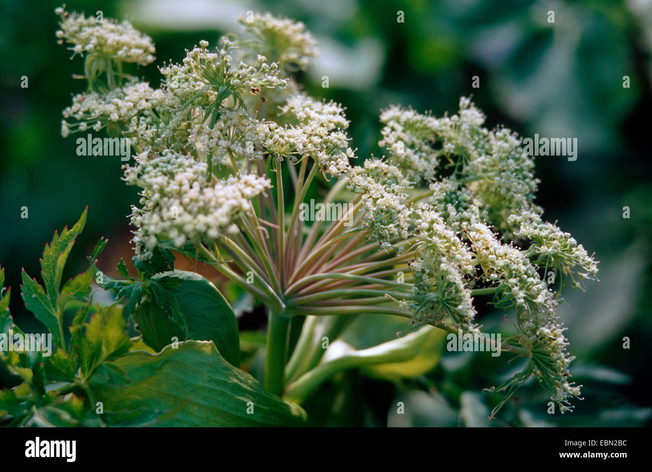 L'angélique chinoise, Dong quai (Angelica sinensis var polymorpha, Angelica sinensis), inflorescence Banque D'Images