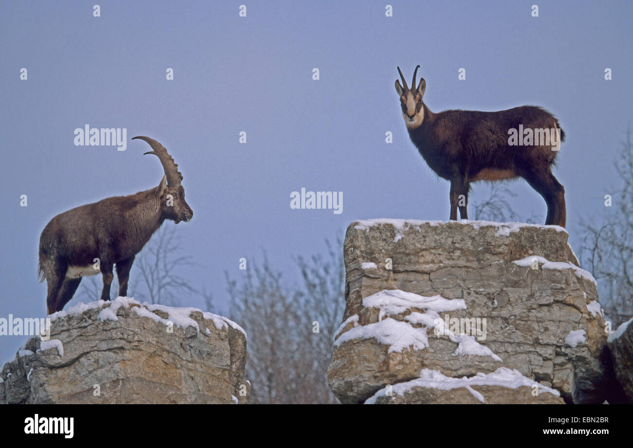 Bouquetin Des Alpes Capra Ibex Capra Ibex Ibex Et D Un Chamois Face A Face L Allemagne Bade Wurtemberg Wildpark Bad Mergentheim Photo Stock Alamy