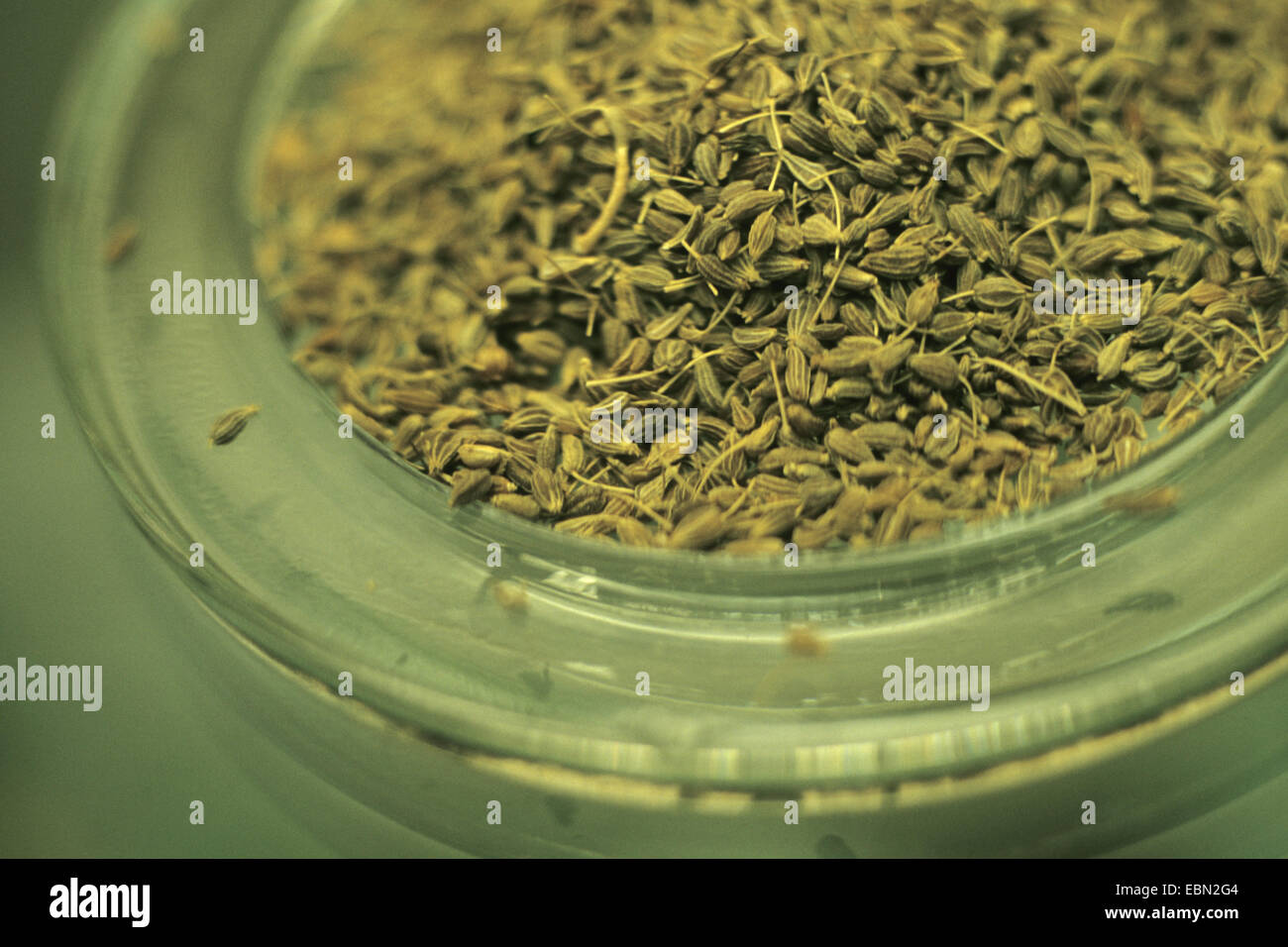 Anis (Pimpinella anisum), fruits de l'anis sur une plaque de verre Banque D'Images