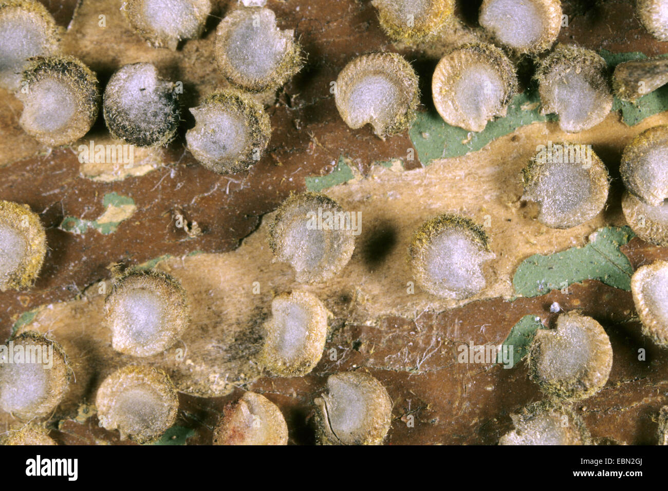 Jardin la tomate (Solanum lycopersicum var. pimpinellifolium, Lycopersicon esculentum var. pimpinellifolium, Lycopersicon pimpinellifolium, Solanum pimpinellifolium), graines Banque D'Images