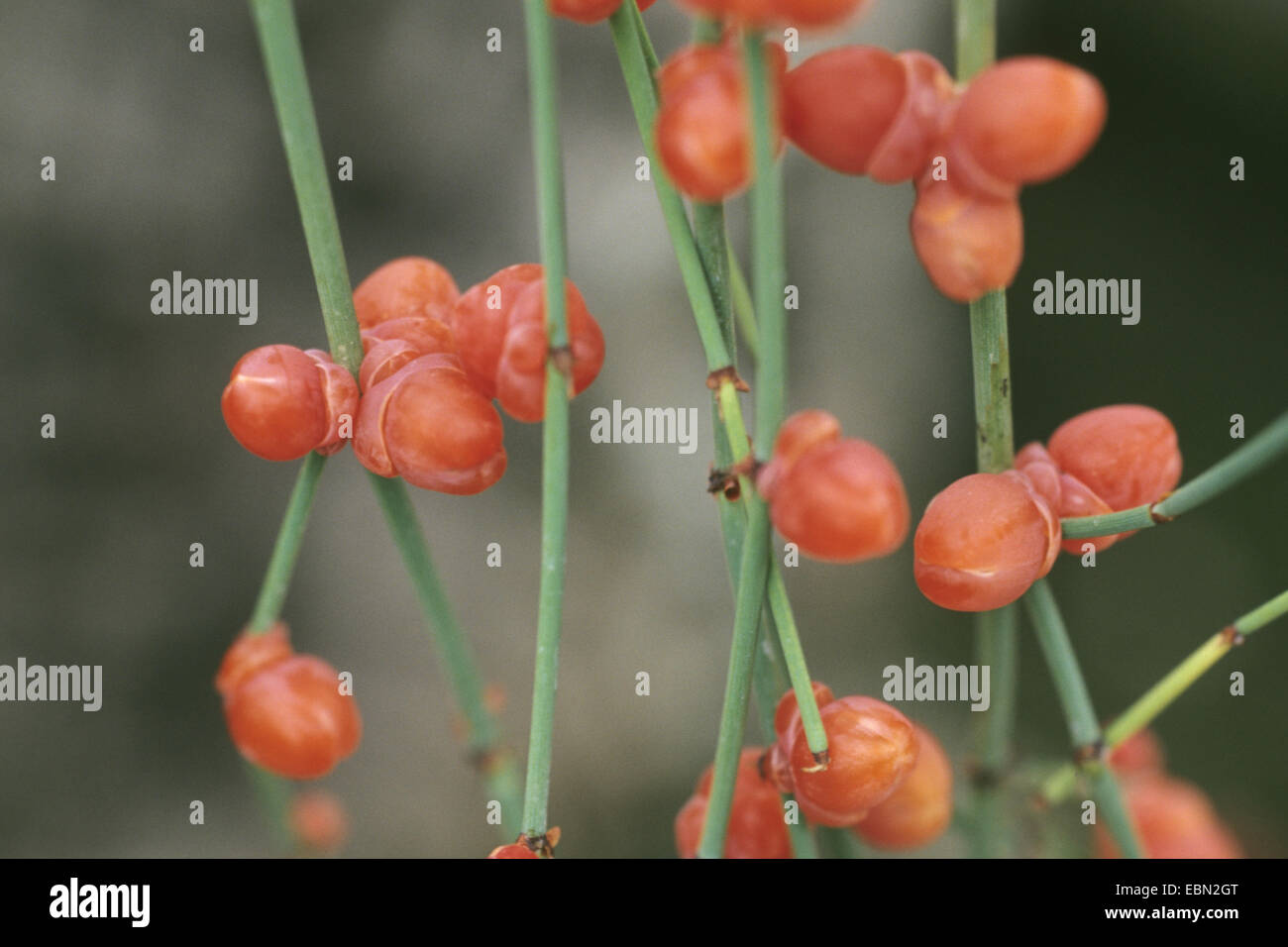 Sapin mixte (Ephedra altissima), des branches avec des graines Banque D'Images