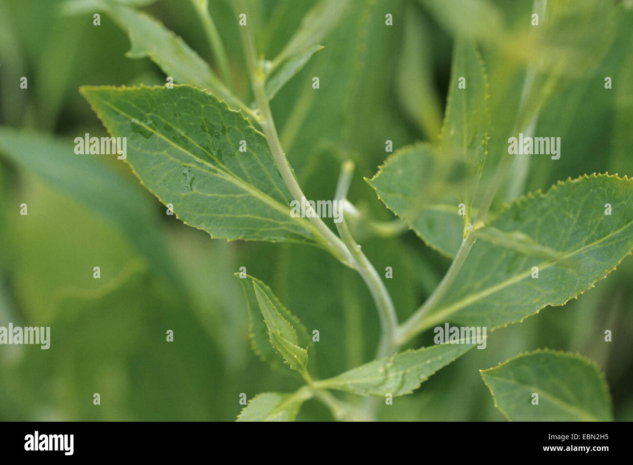 Dittander Broad-Leaf pepperweed vivace, Pepper-Grass (Lepidium latifolium), feuilles, Allemagne Banque D'Images