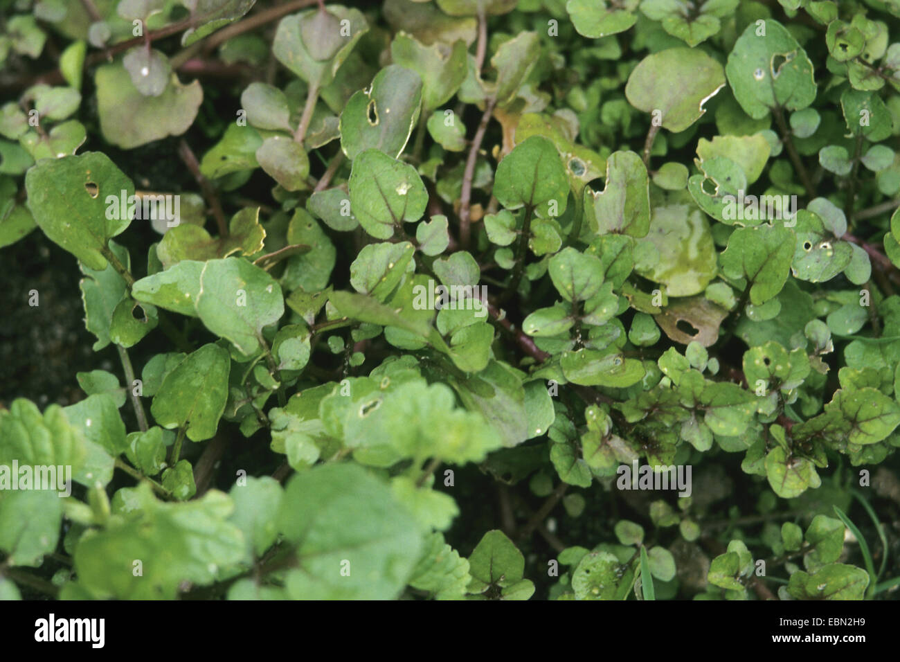 Vrai le cresson (Nasturtium officinale), feuilles, Allemagne Banque D'Images