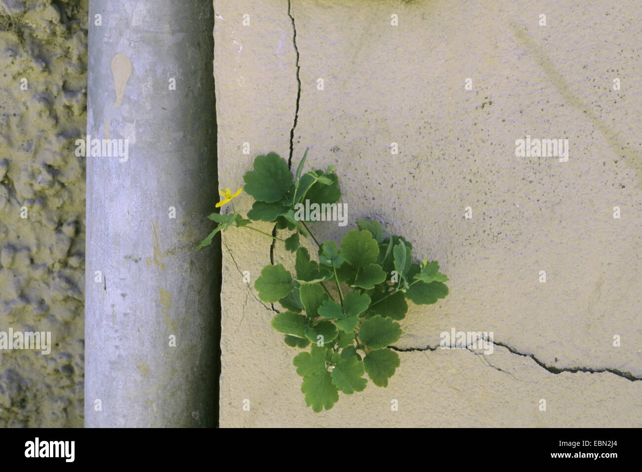Une plus grande chélidoine (Chelidonium majus), poussant dans un mur creux, deuschla Banque D'Images