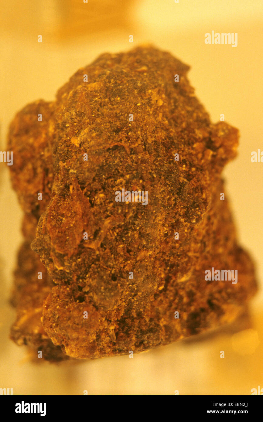La myrrhe Bisabol, douce myrrhe (Opopanax chironium, Pastinaca opopanax), résine Banque D'Images