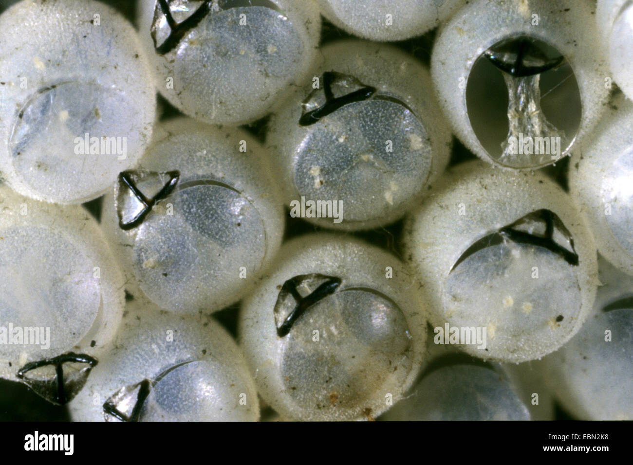 Shield bugs, bugs de puanteur (Pentatomidae), les oeufs d'un bouclier bug, oeufs vides avec la dent, Allemagne Banque D'Images