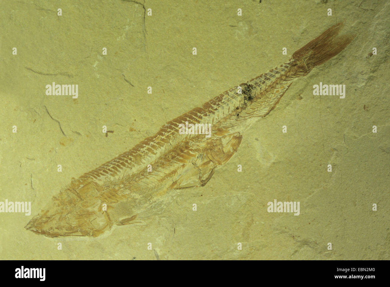(Prionolepis Prionolepis) crocodylidae (53601XXXXX), poisson fossilisé, Cénomanien, Liban Banque D'Images