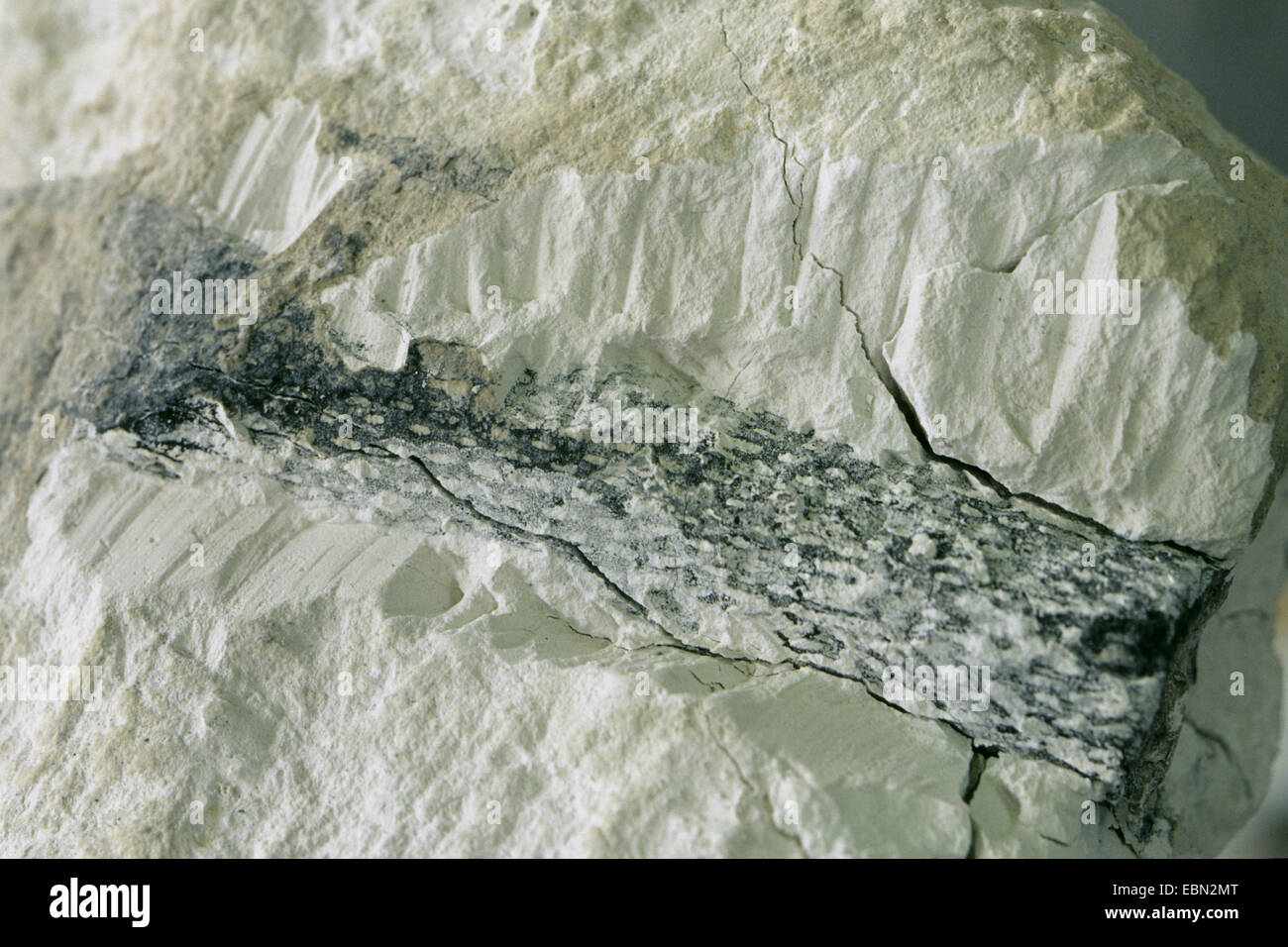 Ventriculites (Ventriculites), sous forme d'éponges pétrifiées, Crétacé supérieur, Allemagne Banque D'Images