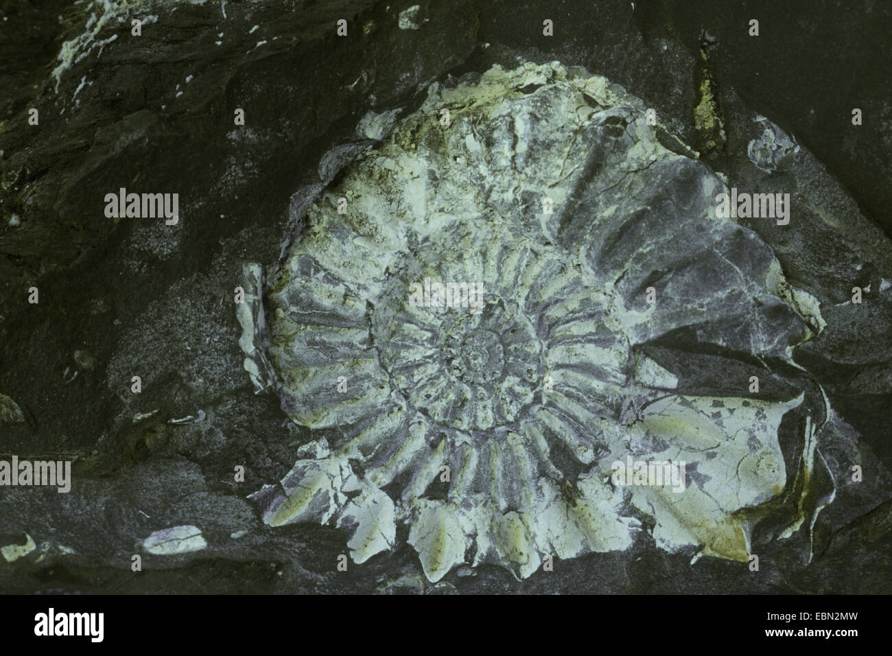Amaltheus Amaltheus (costatus costatus), ammonite , Europe Banque D'Images