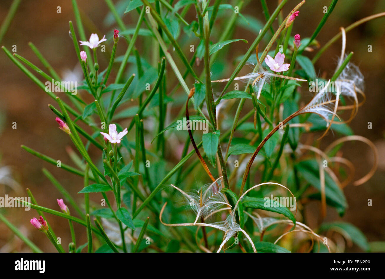 Hoary willow-herb, petite fleur de saule velu Epilobium parviflorum  (herbe), la floraison, Allemagne Photo Stock - Alamy