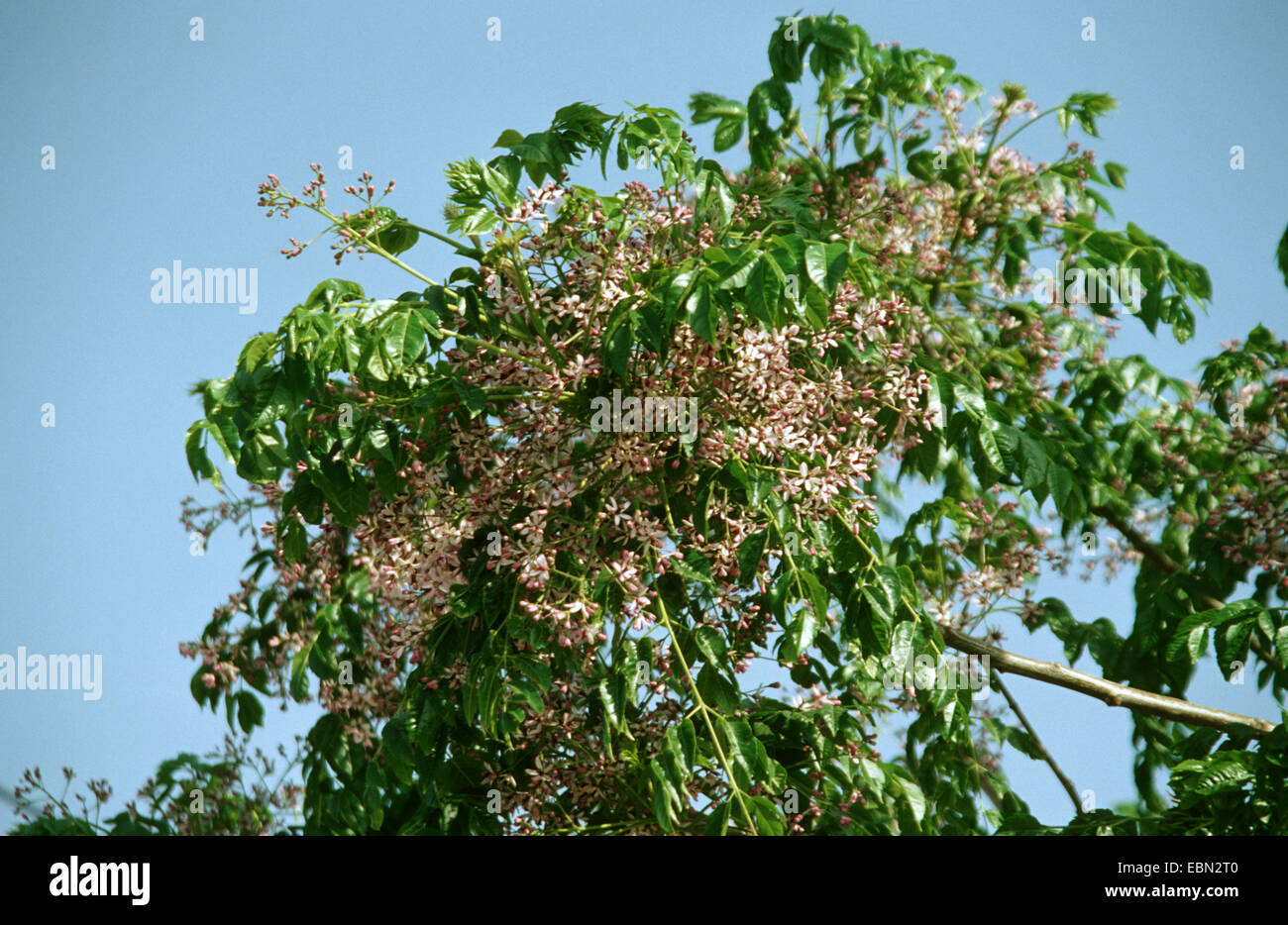 Le lilas de Perse, chinaberry tree (Melia azedarach), la floraison, la Grèce, Crete Banque D'Images