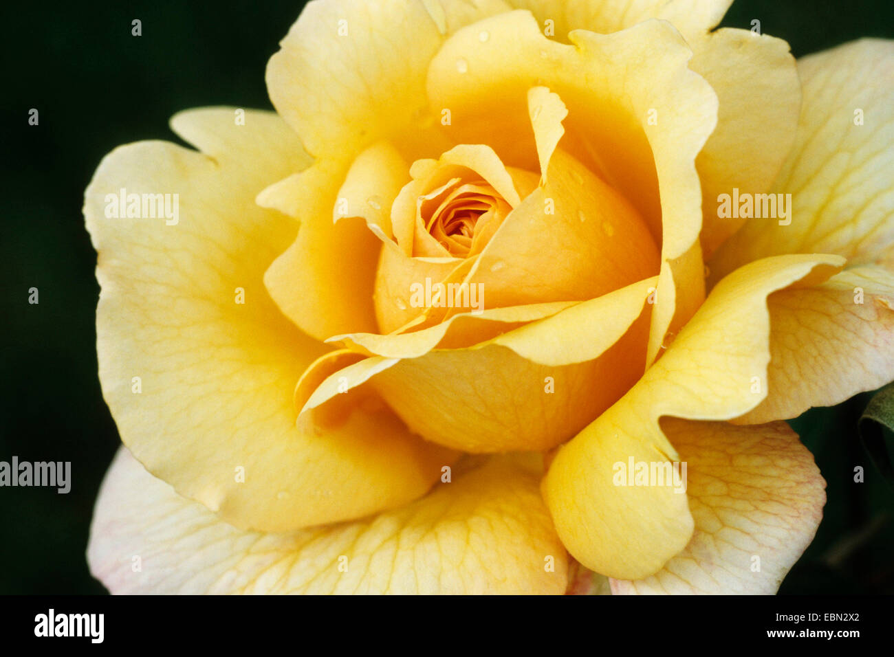 Rose (Rosa spec.), détail de l'oranger, Allemagne Banque D'Images