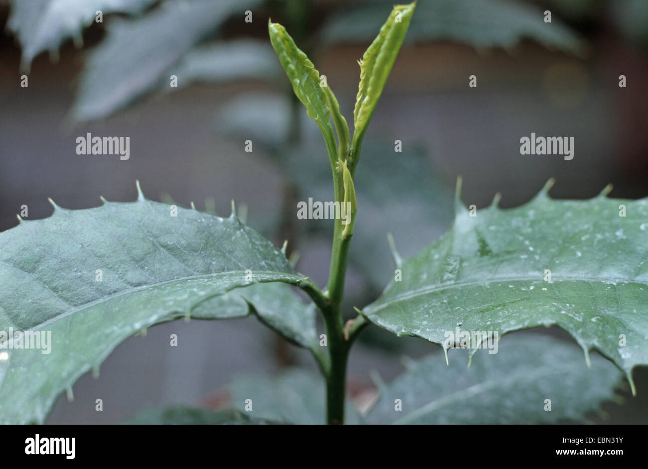 Le yerba maté, thé du Paraguay (Ilex paraguariensis, Ilex paraguayensis), young plant Banque D'Images