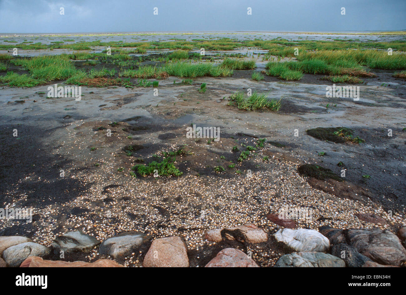 La Spartina anglica), croissant sur les mer des Wadden, Danemark Banque D'Images