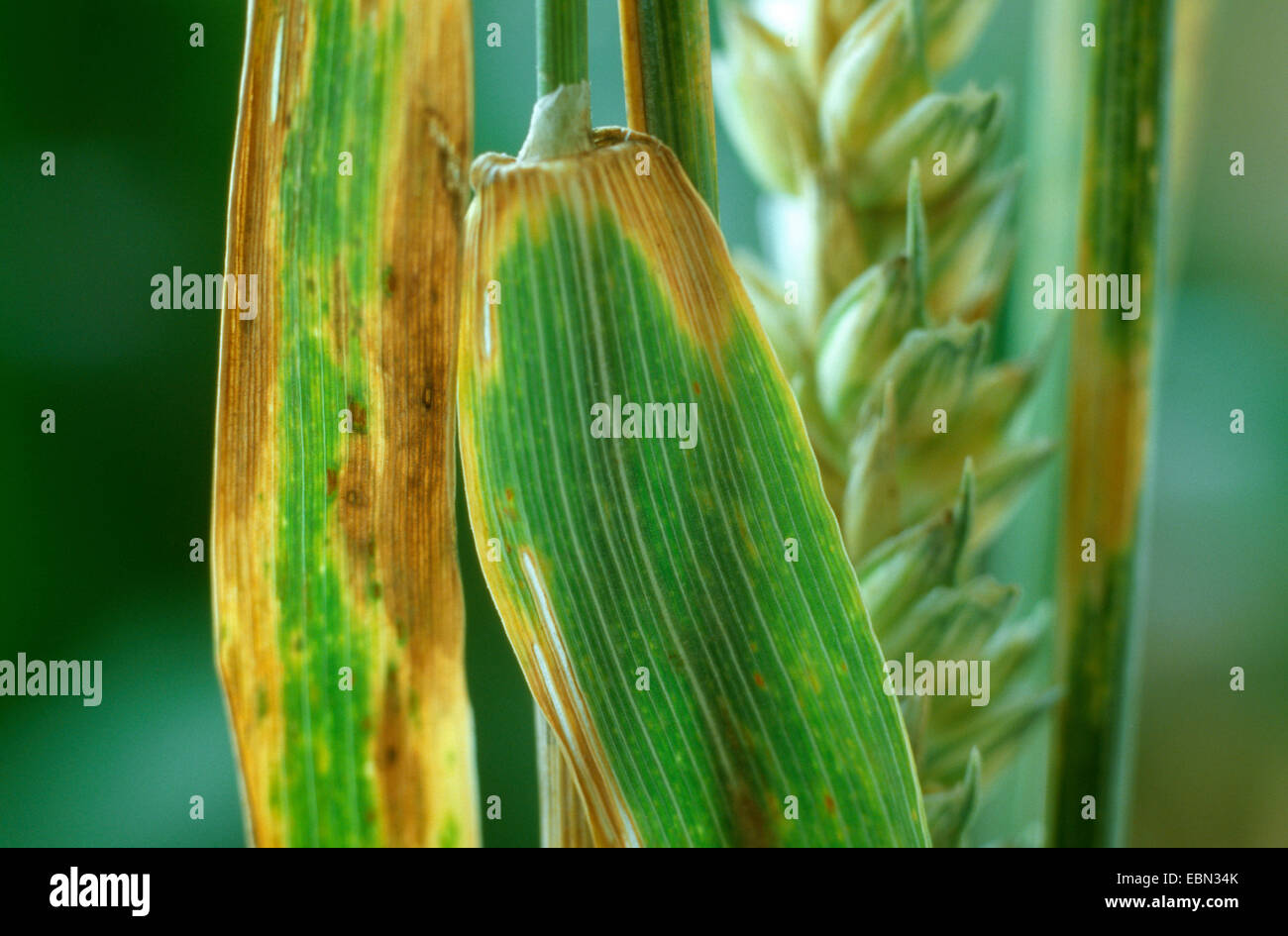 Septoria tritici (Septoria tritici), blé, Triticum aestivum contaminés Banque D'Images