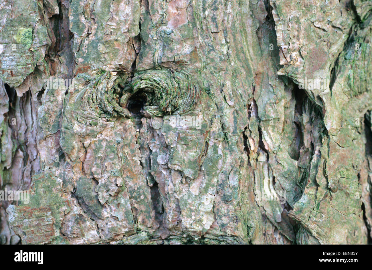 Le pin noir d'Europe, mélèze, Pin noir, pin laricio (Pinus nigra laricio), l'écorce Banque D'Images